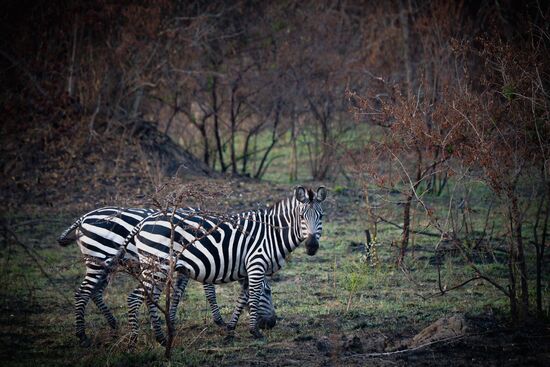 Die fehlten noch! In diesem Np gibt es Zebras--dafür keine Elefanten..