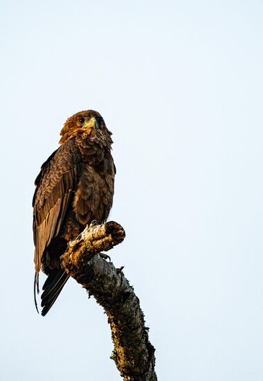 Ein besonders Hübscher