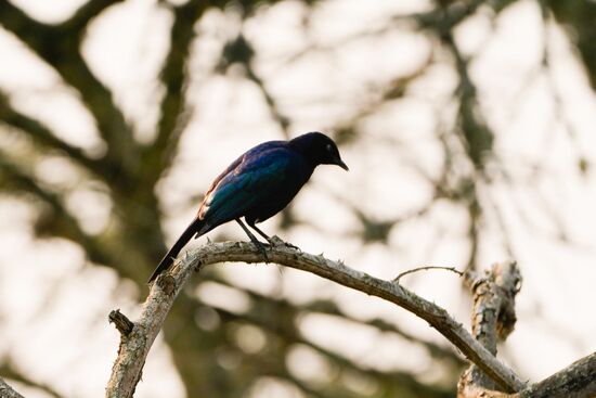 Wieder wunderschöne Vögel...