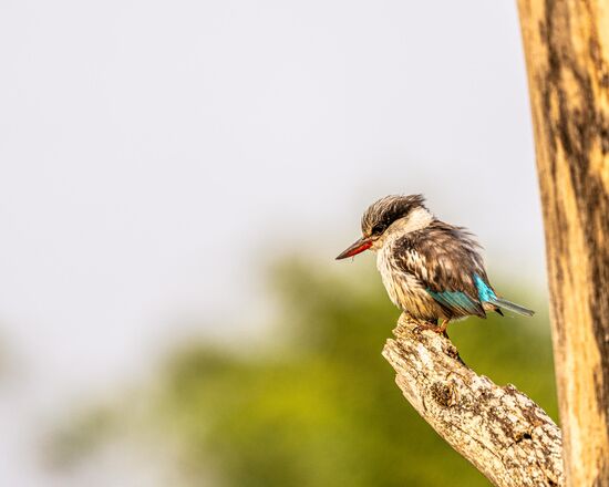 Und ein bunter Kingfisher