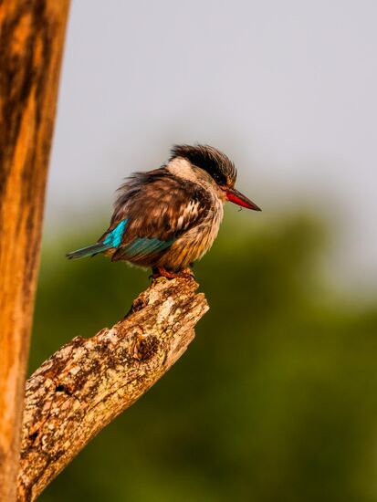 Sieht so aus, als sei er gerade erst aufgestanden  