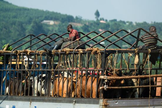 Unten sind die Tiere und oben die Menschen 
