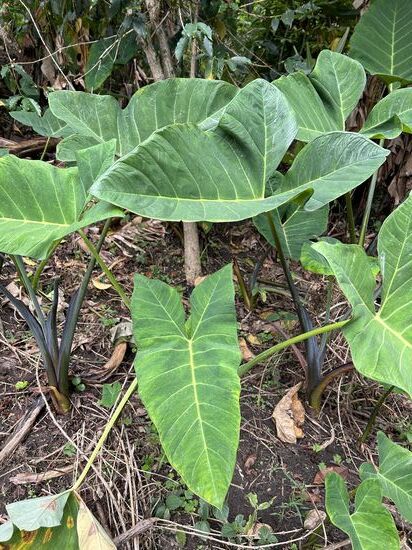 Diese Pflanze steht auch bei uns im Wohnzimmer…