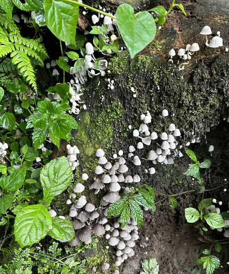 Kleine hübsche Pilze…