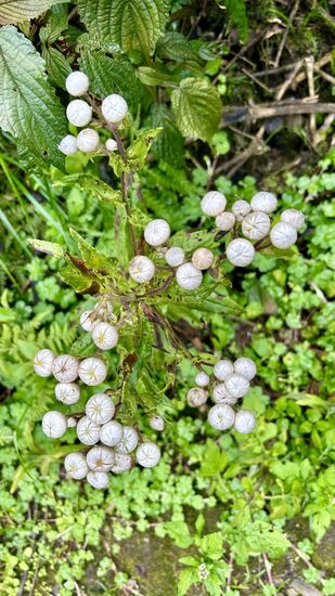 Everlasting Flower: In der Vase mit frischem Wasser blühen sie für die Ewigkeit..