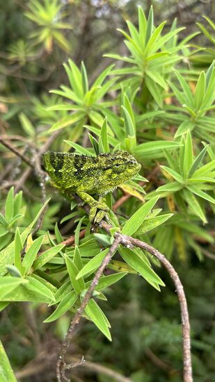 Die kleinen Tierchen fühlen sich hier auch wohl…