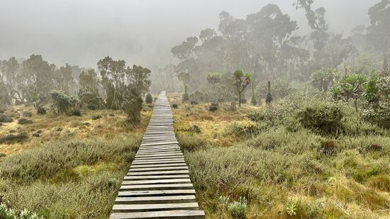 Trotz des immer wieder leicht sumpfigen Weges dürfen wir ebenso Strohblumen und Büschelgras bestaunen, während wir das Mutinda-Tal auch mit Hilfe dafür gebauter Bretterstege durchschreiten.