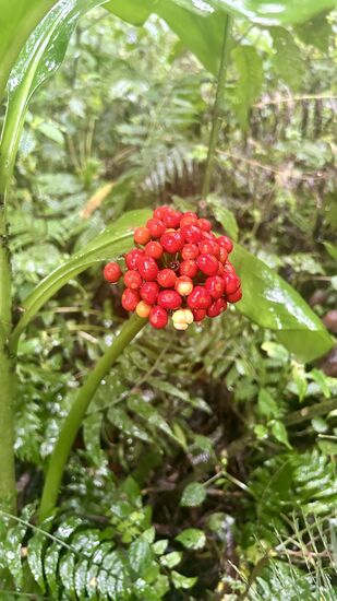 Unzählige interessante Pflanzen sehen wir auf dem Weg zurück zum Basecamp.
