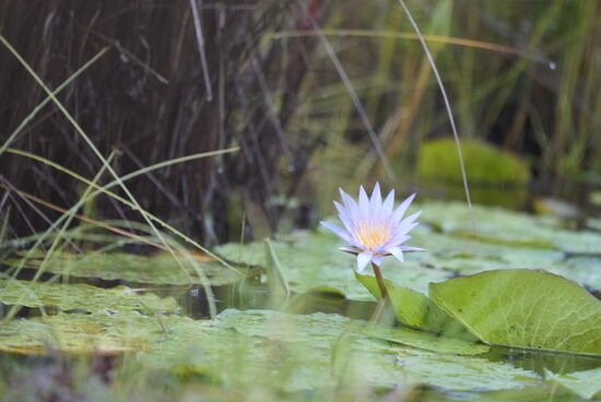 Eine der vielen hübschen Seerosen, die den Sumpf schmückten.