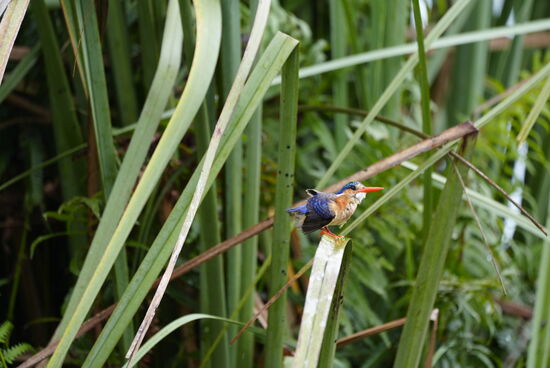 Ein besonders bunter Kingfisher.