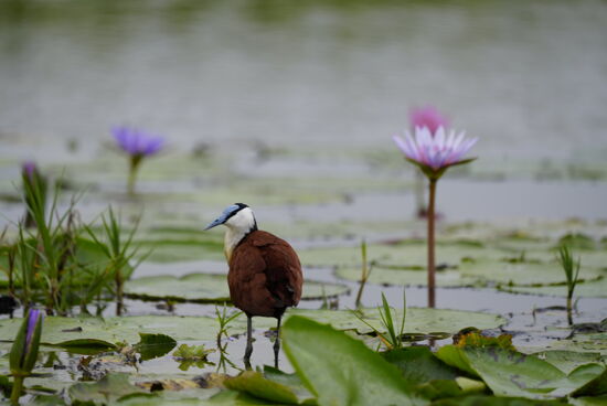 Diese Vögel können auf Wasser stehen und gehen.