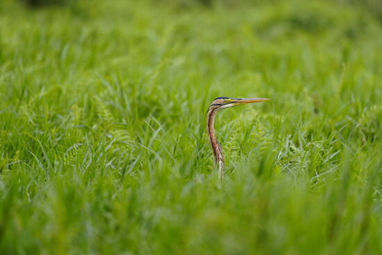 Wie eine Schlange schaut dieser Vogel aus dem Gras.