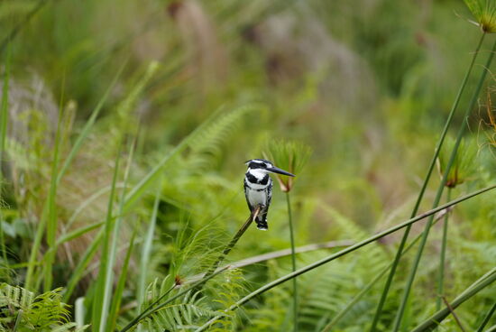 Hier ein schwarz weißer Kingfisher
