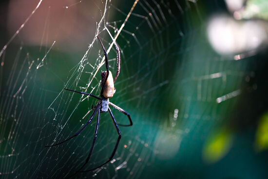 Diese Spinne war die erste, die uns früh morgens begrüßte…