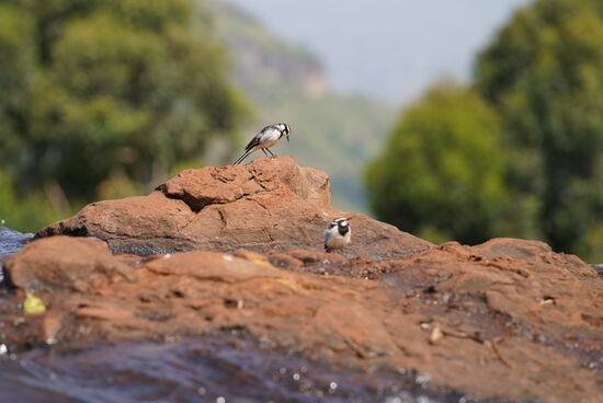 Die Vögel lassen es sich hier gutgehen…