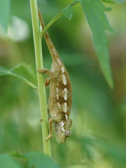 …dann ein etwas unscheinbareres Tier…