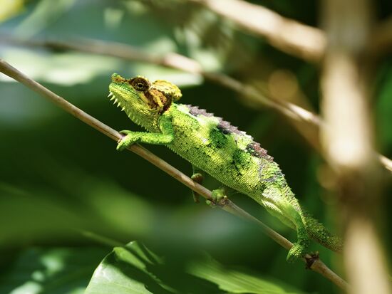 … und zum krönenden Abschluss dieses farbenfrohe Kerlchen…