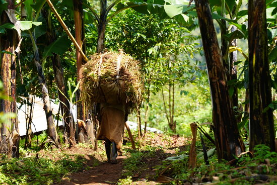 Während wir uns mit Spazierengehen die Zeit vertreiben, nimmt auf den Dörfern das normale Leben seinen Lauf. Hier schleppt eine ältere Dame Feuerholz zu ihrer Hütte.