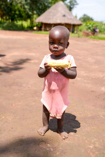 Es gibt gekochte Maiskolben 