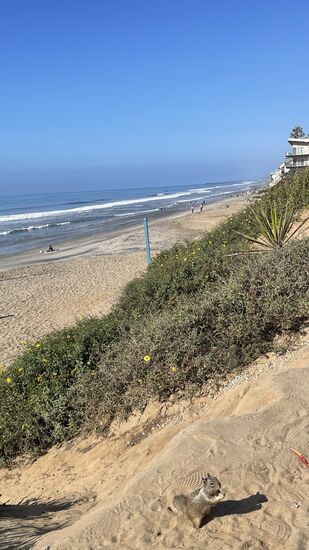 Überall wo Touris sind, findet man auch diese possierlichen Tierchen …