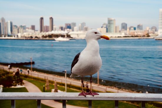 Und immer wieder ein Besucher auf unserem Balkon