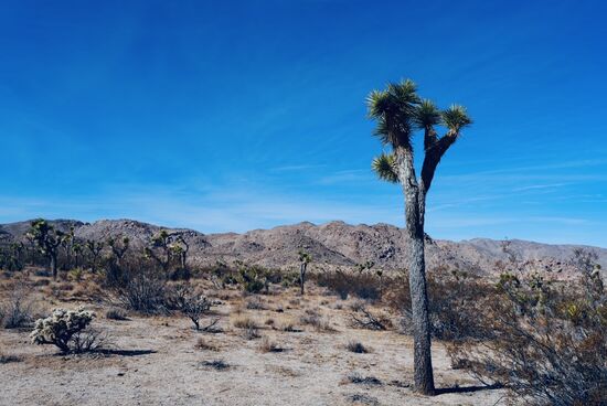 Unzählige dieser kuriosen Bäume, die unter widrigen Umständen auf kargem Wüstenboden wachsen. Diese Palmliliengewächse können bis zu 18m hoch und 900 Jahre alt werden.
Leider wurden 2020 beim Dome Fire im Mojave NP 1,3 Mio Joshua Trees vernichtet