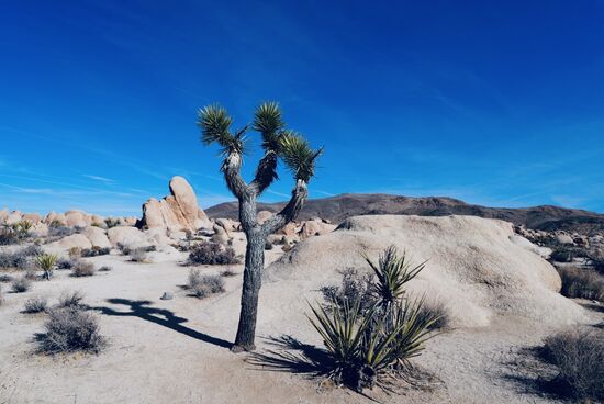 Der Joshua Tree Nationalpark wurde 1936 zum National Monument und erst 1994 zum Nationalpark erklärt