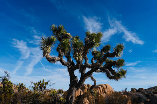 Einiges deutet darauf, dass diese Bäume an Josua als Kriegsführer erinnern.
Die Blätter, die wie scharfe Klingen aussehen, erinnern vielleicht an die aufgestellten Streitkräfte von Josuas Armee —oder wie Josua seine Arme zum Gebet ausstreckt?
Fakt ist, dass der Name „Joshua Tree“ von frühen mormonischen Siedlern gegeben wurde