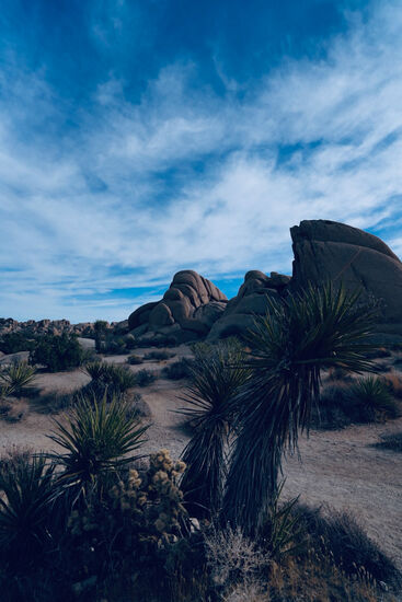 Palmen, Joshua Bäume und Felsen…