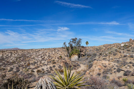 Wir fahren Richtung Cottonwood Visitor Center. In der Nähe ist der Trailhead auf den Mastadon Peak Trail, der in den Cottonwood Spring Trail übergeht.