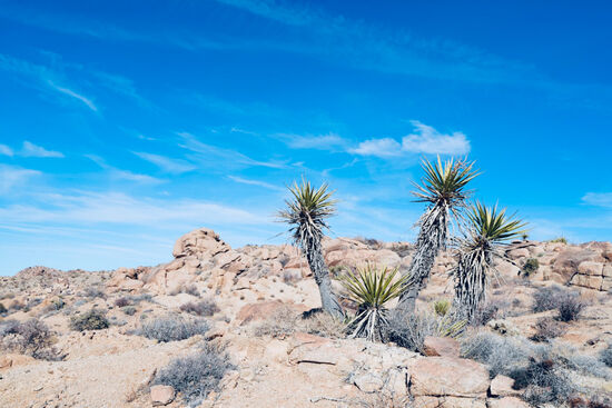 Und natürlich Unmengen an Joshua Trees