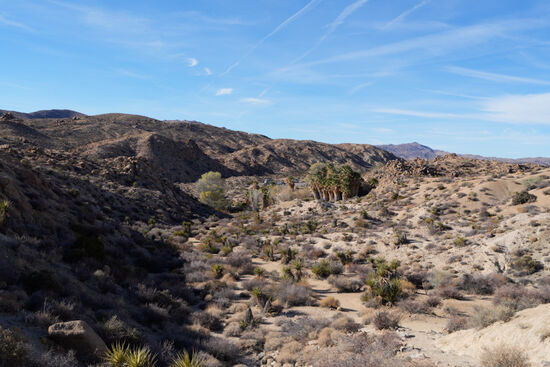 Wir nähern uns der Cottonwood Quelle. Von weitem sehen wir die Palmen Oase.