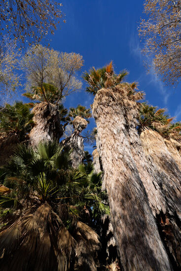 Mächtige Palmen wachsen auf der unterirdischen Quelle