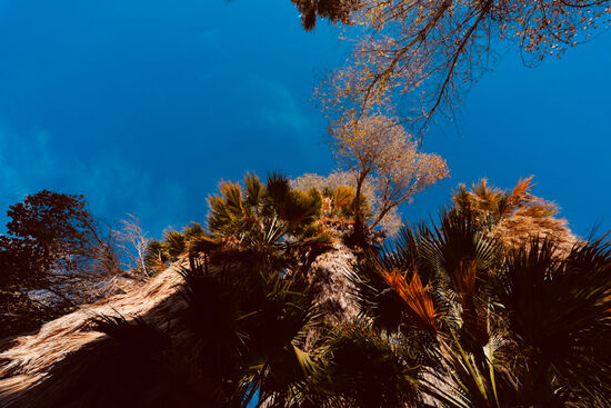 Diese Oase ist glücklicherweise nicht so bekannt und deshalb auch nicht überlaufen. In den Palmen nisten auch viele Singvögel.