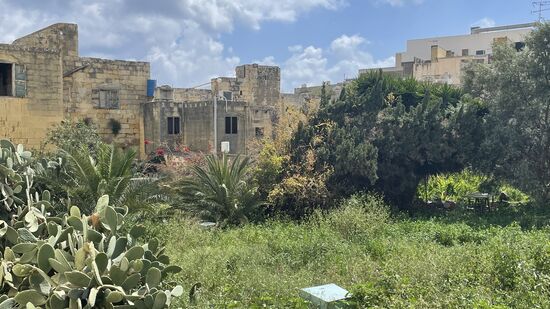 Einfach mal einen wilden Garten fotografiert 