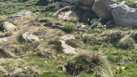 Ein Meer von Osterglocken!!