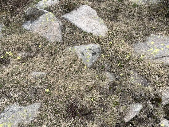 Ein Meer aus Schlüsselblumen!