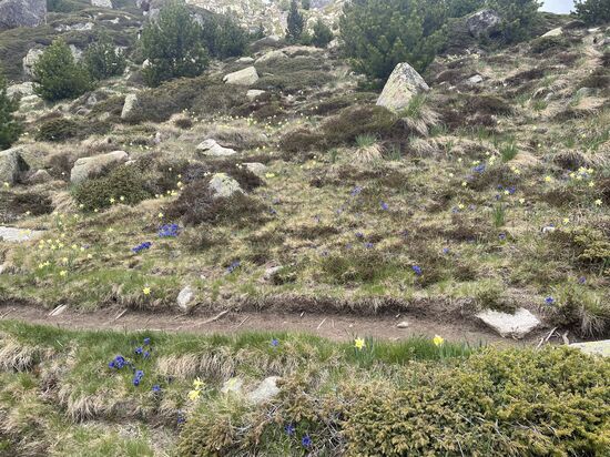 Ein Meer aus Enzian und Osterglocken
Die Blumenpracht hier ist wirklich grandios