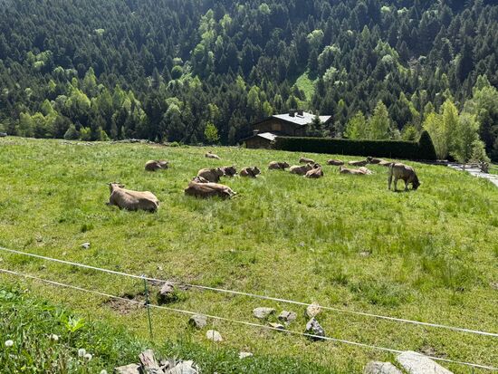 Ein leichter Rundweg, begleitet vom ständigen Läuten der Glocken, welche die Kühe um den Hals tragen