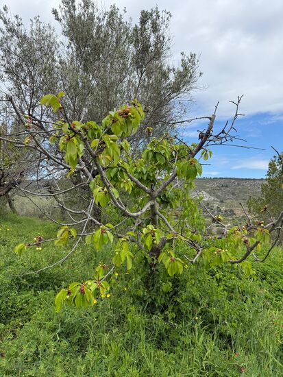 Es dauert noch ein paar Wochen bis die Kirschen reif sind