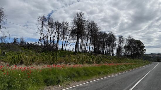 Blühender Klatschmohn an der Straße