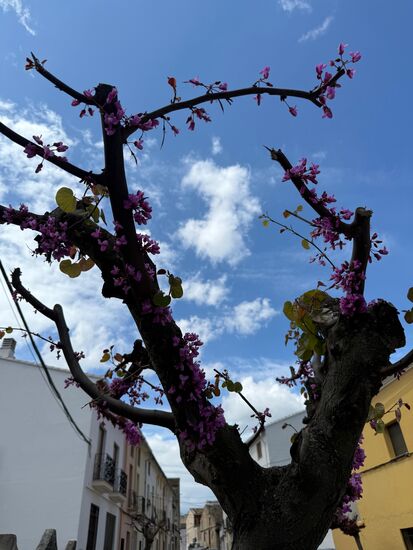 Obwohl die Bäume radikal beschnitten wurden, kämpfen sich die Blüten durch