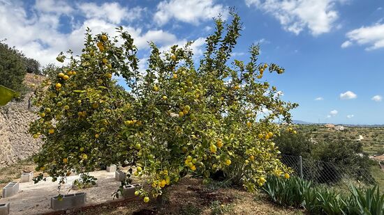 Und üppige Früchte am Baum : Zitronen!