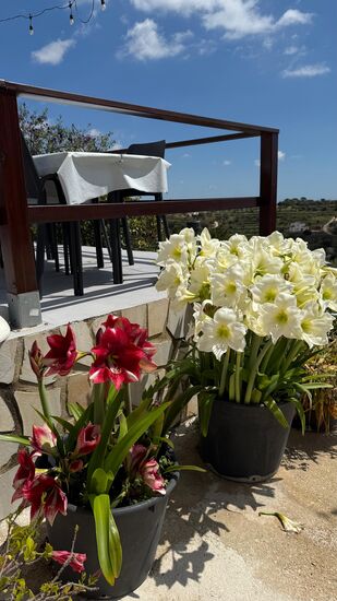 Üppige Blütenpracht in Töpfen….