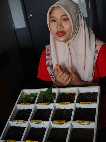 Der Vorgang der Teeherstellung wird uns erklärt..