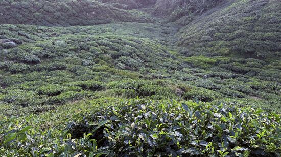 Es sind schon fleißige Leute bei der Ernte