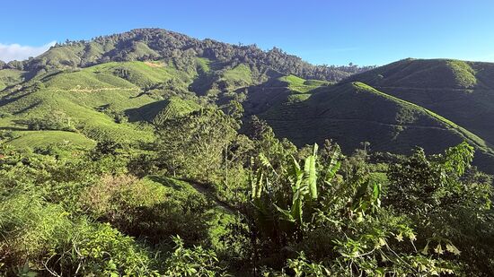 Auf den Teefeldern arbeiten nur Männer. Die Arbeit ist sehr anstrengend. Nach der Ernte müssen die Tee Säcke herunter getragen werden Sie wiegen bis zu 40 kg