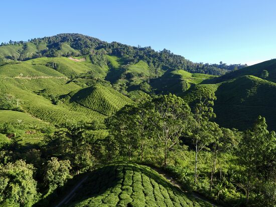 Wir müssen warten bis die Läufer durch sind, dann fahren wir zur Teefabrik für ein kleines Frühstück
