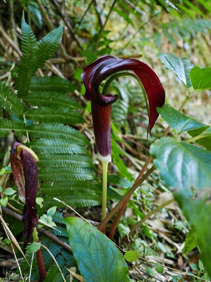 Anschließend fahren wir Richtung „Mossy Forest“ und sehen bei einer kleinen Wanderung interessante Blumen und Pflanzen.
Hier die „Kleine Kobra Lilie“