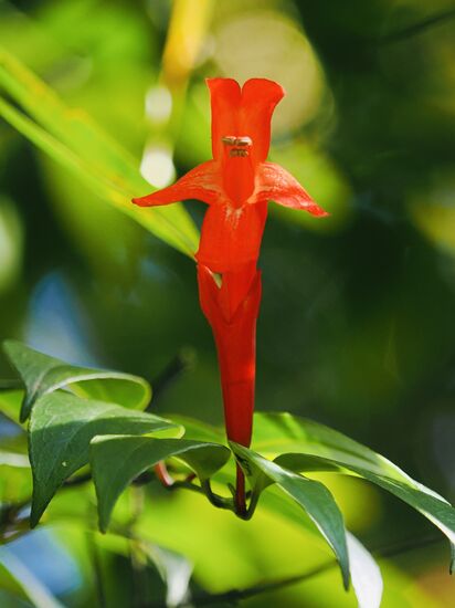 „Lipstick Flower“